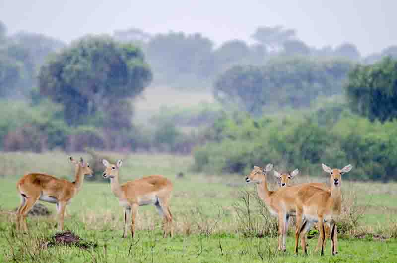 48 - Antilopes Impala - parque nacional Queen Elizabeth - Uganda